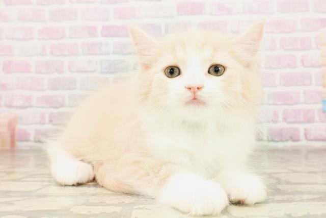 沖縄県のサイベリアン (Coo&RIKU石垣店/2026年4月10日生まれ/男の子/クリームタビーホワイト)の子猫の3枚目の画像