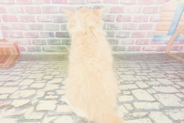 沖縄県のサイベリアン (Coo&RIKU石垣店/2026年4月10日生まれ/男の子/クリームタビーホワイト)の子猫の4枚目の画像