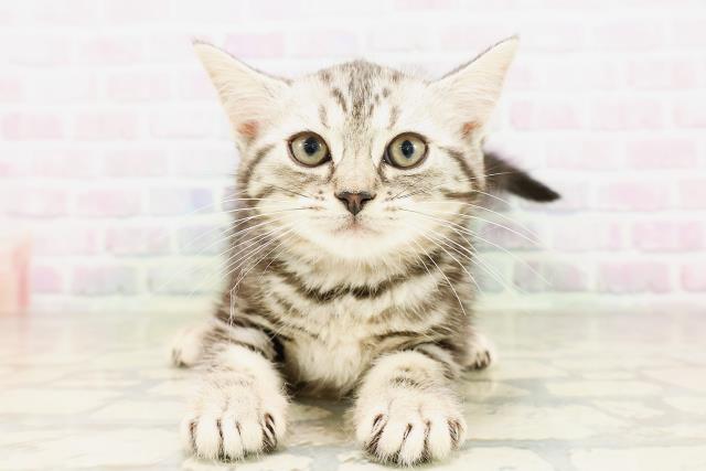 鳥取県のミヌエット (Coo&RIKUラ・ムー鳥取東店/2026年4月1日生まれ/女の子/シルバータビー)の子猫の1枚目の画像