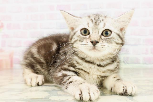 鳥取県のミヌエット (Coo&RIKUラ・ムー鳥取東店/2026年4月1日生まれ/女の子/シルバータビー)の子猫の3枚目の画像