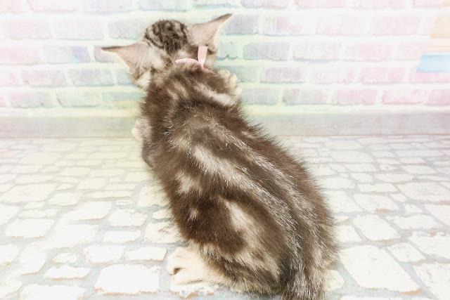 鳥取県のミヌエット (Coo&RIKUラ・ムー鳥取東店/2026年4月1日生まれ/女の子/シルバータビー)の子猫の4枚目の画像