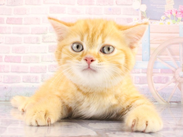 兵庫県のマンチカン (Coo&RIKU明石店/2026年4月11日生まれ/男の子/レッドタビー)の子猫