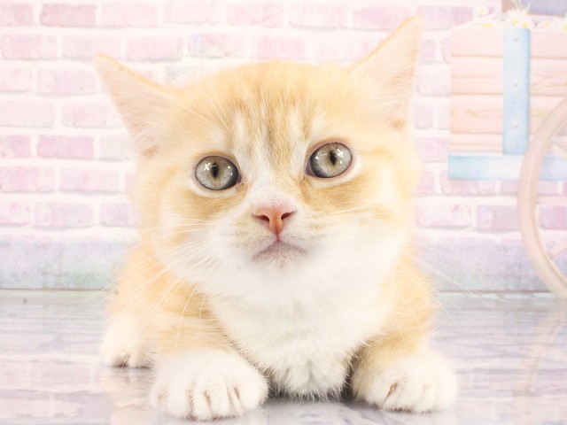 兵庫県のマンチカン (Coo&RIKU神戸垂水店/2026年4月11日生まれ/男の子/レッドタビーホワイト)の子猫