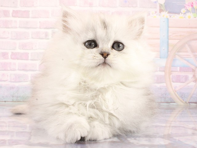 兵庫県のミヌエット (Coo&RIKU神戸三宮店/2026年4月6日生まれ/女の子/チンチラシルバー)の子猫