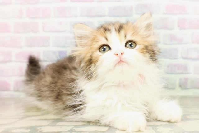 神奈川県のミヌエット (Coo&RIKU秦野店/2026年4月12日生まれ/女の子/ブラウンタビーホワイト)の子猫の3枚目の画像