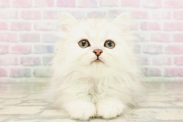 神奈川県のミヌエット (Coo&RIKU小田原店/2026年4月12日生まれ/女の子/シルバータビー)の子猫の1枚目の画像