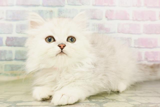 神奈川県のミヌエット (Coo&RIKU小田原店/2026年4月12日生まれ/女の子/シルバータビー)の子猫の2枚目の画像
