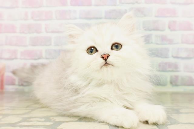 神奈川県のミヌエット (Coo&RIKU小田原店/2026年4月12日生まれ/女の子/シルバータビー)の子猫の3枚目の画像