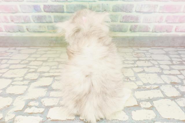 神奈川県のミヌエット (Coo&RIKU小田原店/2026年4月12日生まれ/女の子/シルバータビー)の子猫の4枚目の画像