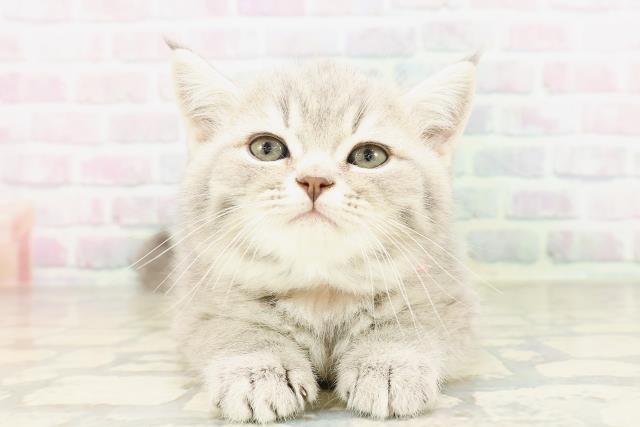 東京都のミヌエット (Coo&RIKU吉祥寺店/2026年4月11日生まれ/女の子/ブルータビー)の子猫の1枚目の画像