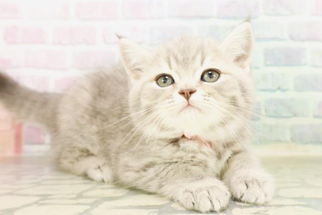 東京都のミヌエット (Coo&RIKU吉祥寺店/2026年4月11日生まれ/女の子/ブルータビー)の子猫の3枚目の画像
