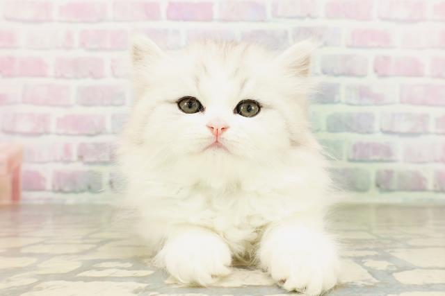 東京都のミヌエット (Coo&RIKU吉祥寺店/2026年4月11日生まれ/男の子/シルバータビーホワイト)の子猫の1枚目の画像