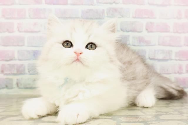 東京都のミヌエット (Coo&RIKU吉祥寺店/2026年4月11日生まれ/男の子/シルバータビーホワイト)の子猫の2枚目の画像