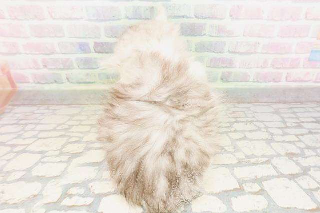 東京都のミヌエット (Coo&RIKU吉祥寺店/2026年4月11日生まれ/男の子/シルバータビーホワイト)の子猫の4枚目の画像