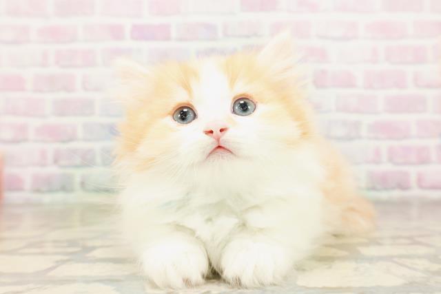 東京都のミヌエット (Coo&RIKU吉祥寺店/2026年4月12日生まれ/男の子/レッドタビーホワイト)の子猫の1枚目の画像
