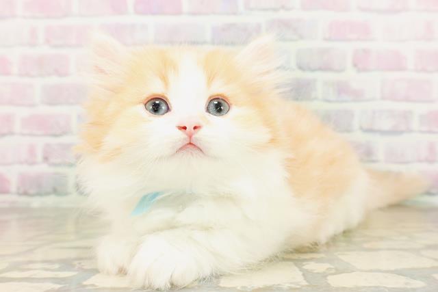 東京都のミヌエット (Coo&RIKU吉祥寺店/2026年4月12日生まれ/男の子/レッドタビーホワイト)の子猫の2枚目の画像