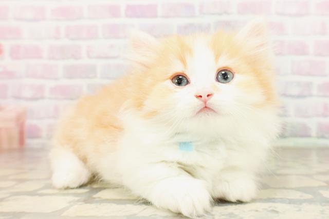 東京都のミヌエット (Coo&RIKU吉祥寺店/2026年4月12日生まれ/男の子/レッドタビーホワイト)の子猫の3枚目の画像