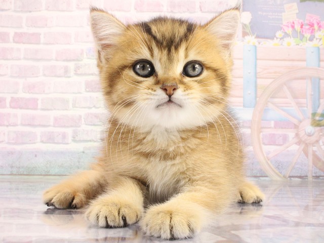 奈良県のブリティッシュショートヘアー (Coo&RIKU奈良富雄南店/2026年4月12日生まれ/男の子/シェーデットゴールデン)の子猫の1枚目の画像