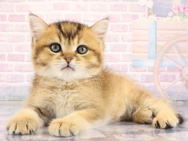 奈良県のブリティッシュショートヘアー (Coo&RIKU奈良富雄南店/2026年4月12日生まれ/男の子/シェーデットゴールデン)の子猫の3枚目の画像