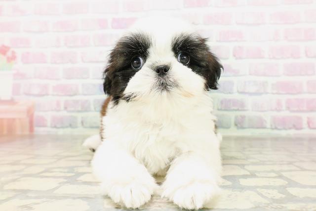 秋田県のシーズー (Coo&RIKU秋田店/2026年4月8日生まれ/女の子/ホワイトゴールド)の子犬の1枚目の画像