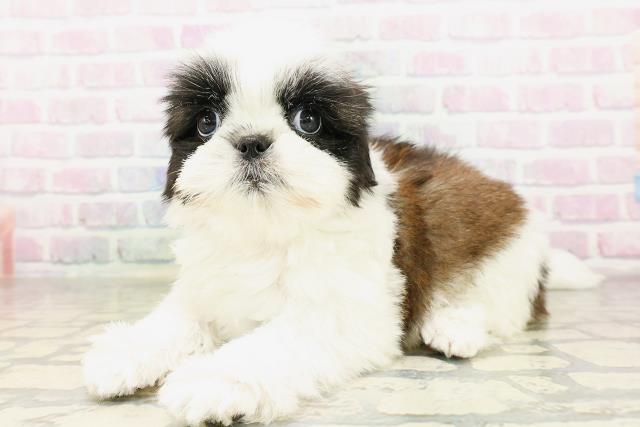 秋田県のシーズー (Coo&RIKU秋田店/2026年4月8日生まれ/女の子/ホワイトゴールド)の子犬の2枚目の画像