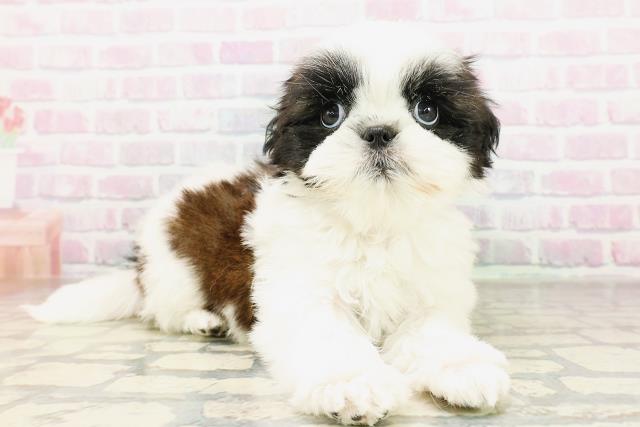 秋田県のシーズー (Coo&RIKU秋田店/2026年4月8日生まれ/女の子/ホワイトゴールド)の子犬の3枚目の画像