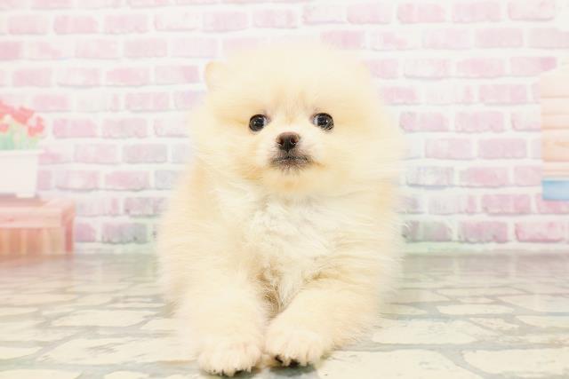 長野県のポメラニアン (Coo&RIKU綿半権堂店/2026年4月13日生まれ/男の子/クリーム)の子犬の1枚目の画像