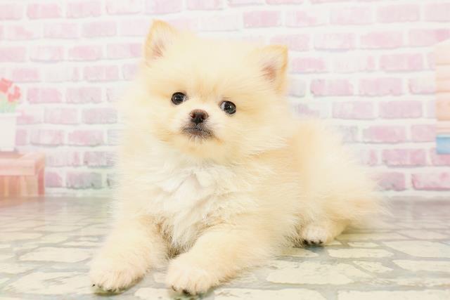 長野県のポメラニアン (Coo&RIKU綿半権堂店/2026年4月13日生まれ/男の子/クリーム)の子犬の2枚目の画像