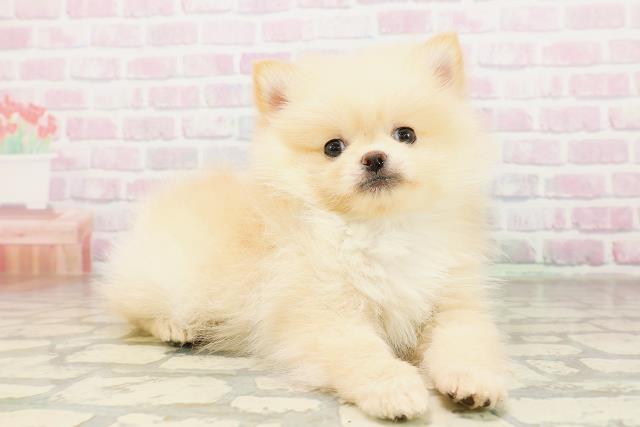 長野県のポメラニアン (Coo&RIKU綿半権堂店/2026年4月13日生まれ/男の子/クリーム)の子犬の3枚目の画像