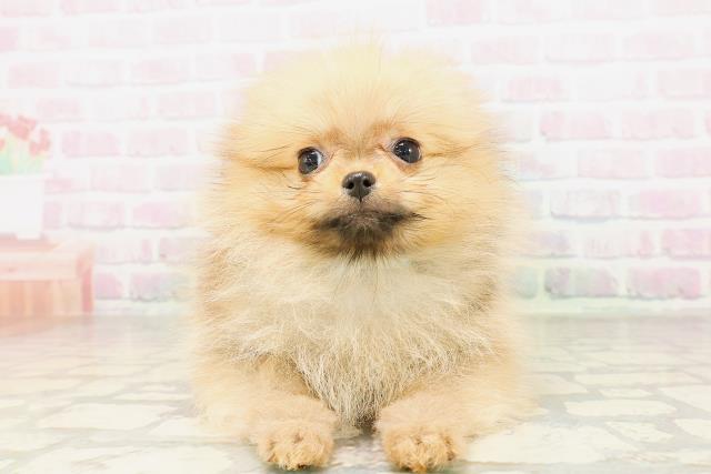 沖縄県のポメラニアン (Coo&RIKU石垣店/2026年3月28日生まれ/男の子/オレンジ)の子犬の1枚目の画像