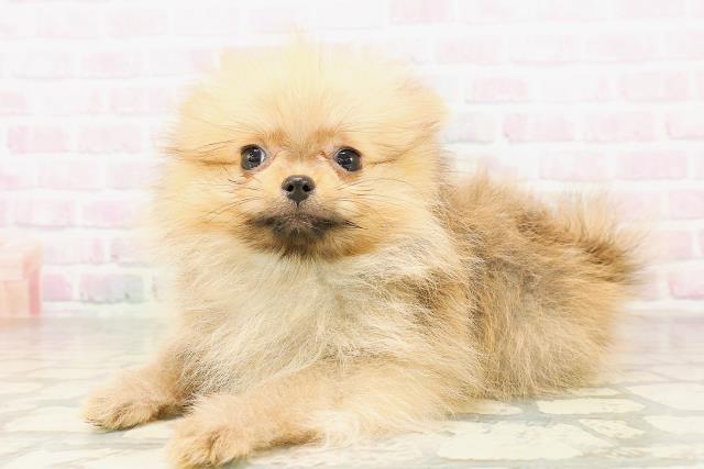 沖縄県のポメラニアン (Coo&RIKU石垣店/2026年3月28日生まれ/男の子/オレンジ)の子犬の2枚目の画像