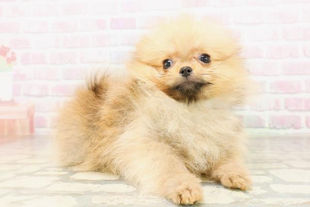 沖縄県のポメラニアン (Coo&RIKU石垣店/2026年3月28日生まれ/男の子/オレンジ)の子犬の3枚目の画像