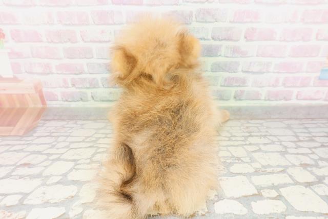 沖縄県のポメラニアン (Coo&RIKU石垣店/2026年3月28日生まれ/男の子/オレンジ)の子犬の4枚目の画像