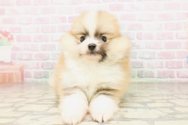 栃木県のポメラニアン (Coo&RIKUFKDインターパーク店/2026年4月13日生まれ/男の子/オレンジホワイト)の子犬の1枚目の画像