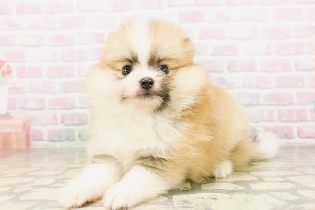 栃木県のポメラニアン (Coo&RIKUFKDインターパーク店/2026年4月13日生まれ/男の子/オレンジホワイト)の子犬の2枚目の画像