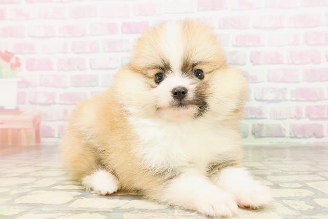 栃木県のポメラニアン (Coo&RIKUFKDインターパーク店/2026年4月13日生まれ/男の子/オレンジホワイト)の子犬の3枚目の画像