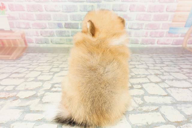 栃木県のポメラニアン (Coo&RIKUFKDインターパーク店/2026年4月13日生まれ/男の子/オレンジホワイト)の子犬の4枚目の画像