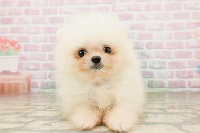 東京都のポメラニアン (Coo&RIKU吉祥寺店/2026年4月6日生まれ/男の子/クリーム)の子犬の1枚目の画像