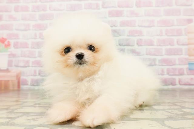 東京都のポメラニアン (Coo&RIKU吉祥寺店/2026年4月6日生まれ/男の子/クリーム)の子犬の2枚目の画像