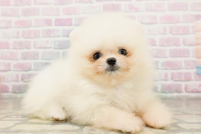 東京都のポメラニアン (Coo&RIKU吉祥寺店/2026年4月6日生まれ/男の子/クリーム)の子犬の3枚目の画像