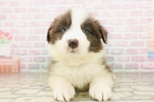 埼玉県のボーダーコリー (Coo&RIKU岩槻店/2026年4月11日生まれ/男の子/ブルーホワイト)の子犬の1枚目の画像