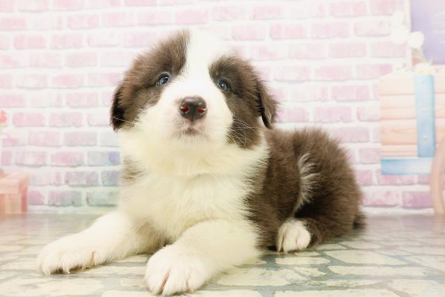 埼玉県のボーダーコリー (Coo&RIKU岩槻店/2026年4月11日生まれ/男の子/ブルーホワイト)の子犬の2枚目の画像