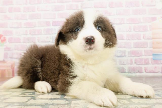 埼玉県のボーダーコリー (Coo&RIKU岩槻店/2026年4月11日生まれ/男の子/ブルーホワイト)の子犬の3枚目の画像