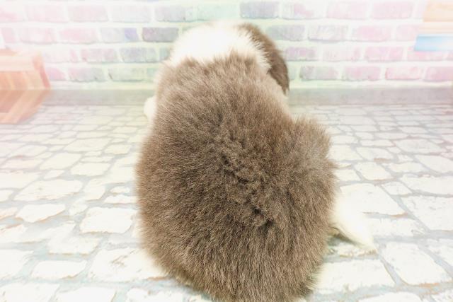 埼玉県のボーダーコリー (Coo&RIKU岩槻店/2026年4月11日生まれ/男の子/ブルーホワイト)の子犬の4枚目の画像