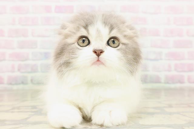 東京都のスコティッシュフォールド (Coo&RIKU武蔵小山店/2026年4月10日生まれ/男の子/ブルーホワイト)の子猫の1枚目の画像