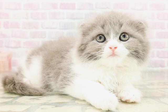 スコティッシュフォールドの子猫（メス♀） 中野サンモール店｜ペット