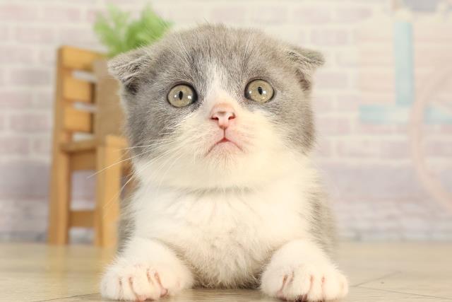 愛知県のスコティッシュフォールド (Coo&RIKU名古屋中川店/2026年4月9日生まれ/男の子/ブルータビーホワイト)の子猫の1枚目の画像