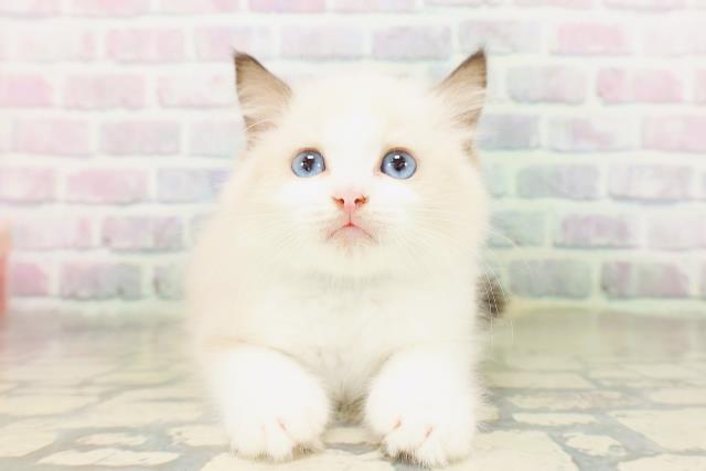 東京都のラグドール (Coo&RIKU赤坂店/2026年4月14日生まれ/男の子/シールポイントバイカラー)の子猫の1枚目の画像
