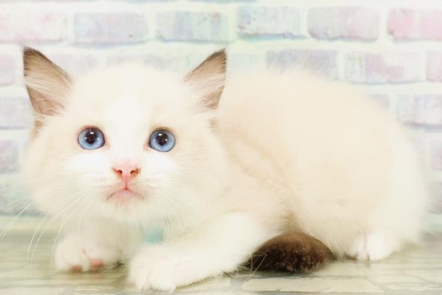 東京都のラグドール (Coo&RIKU赤坂店/2026年4月14日生まれ/男の子/シールポイントバイカラー)の子猫の2枚目の画像
