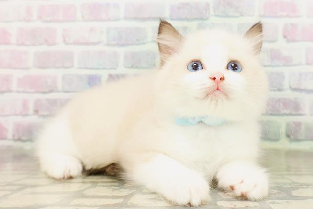 東京都のラグドール (Coo&RIKU赤坂店/2026年4月14日生まれ/男の子/シールポイントバイカラー)の子猫の3枚目の画像